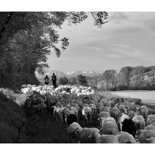 Depuis 4 ans, Pierre Pujos, céréalier et éleveur, quitte le Gers avec ses moutons à pied, pour transhumer dans les Pyrénées. [COPYC - © Vincent Revolte]