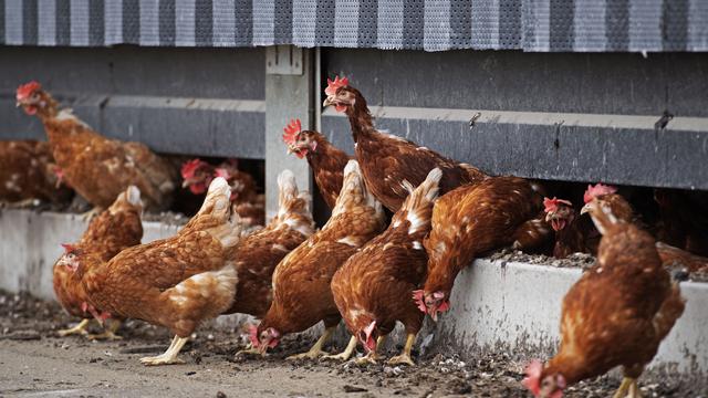 La grippe aviaire préoccupe en Suisse où de plus en plus d'oiseaux et de mammifères sont touchés par le virus H5N1. [afp - Olaf Kraak]