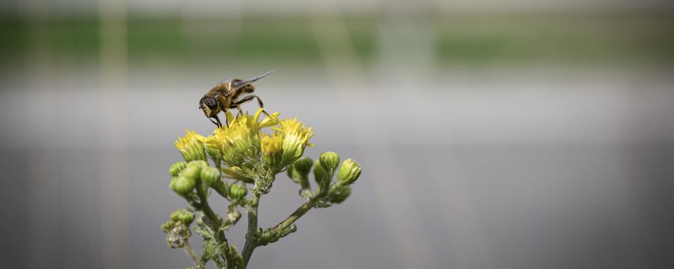 La biodiversité est au menu du Conseil des Etats (image d'illustration). [Keystone - Gabriel Monnet]