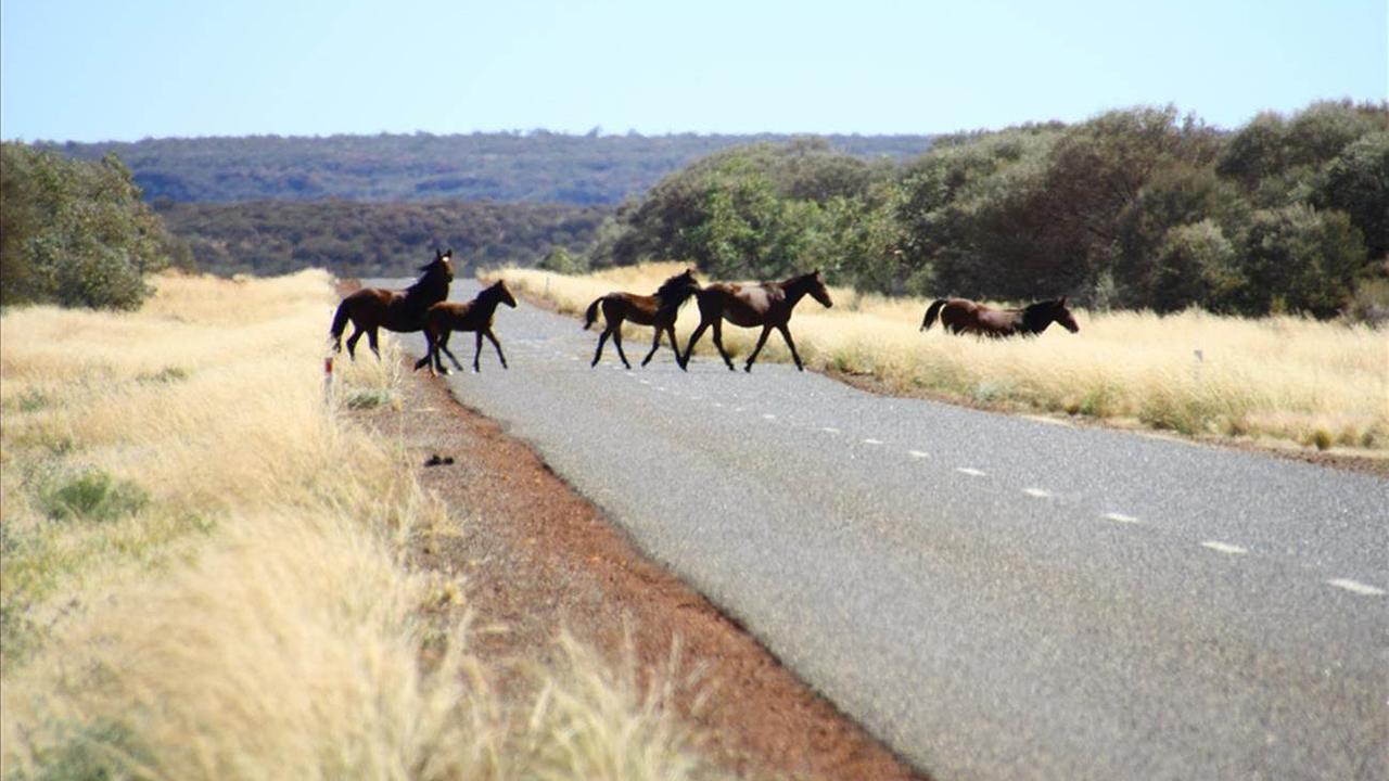 L'Australie va reprendre l'abattage de chevaux sauvages dans l'un des plus grands parcs nationaux. [RTS]