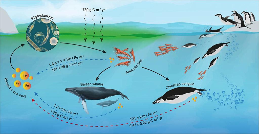 Le fer sert à la croissance du phytoplanton, qui est absorbé par le krill, qui sert à son tour de nourriture pour les baleines et les manchots. ["The contribution of penguin guano to the Southern Ocean iron pool", Nature Communications]