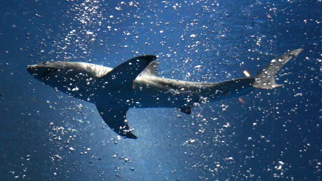 L'Onu adopte le premier traité de protection de la haute mer et des fonds marins. [Keystone - Monterey County Herald, David Royal]