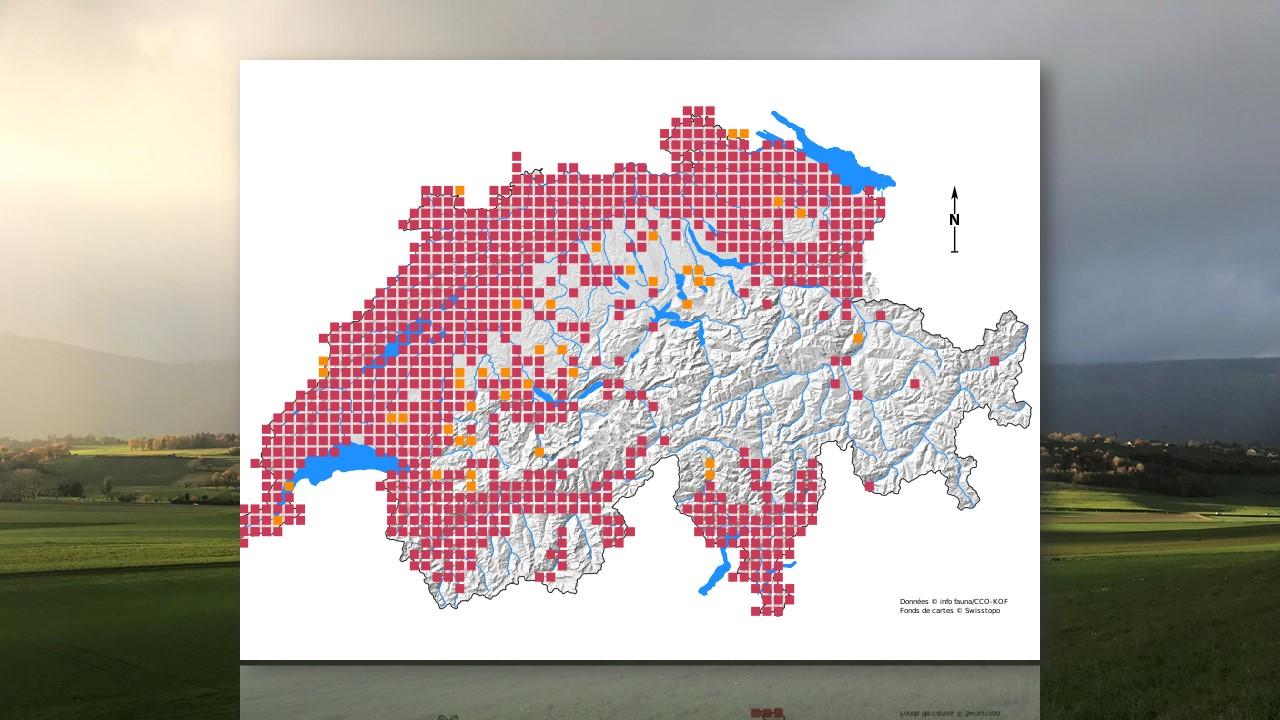 Répartition des sangliers en Suisse (en orange: données avant 2000 - en rouge: données après 2000) [CSCF - Laurent Guignard]