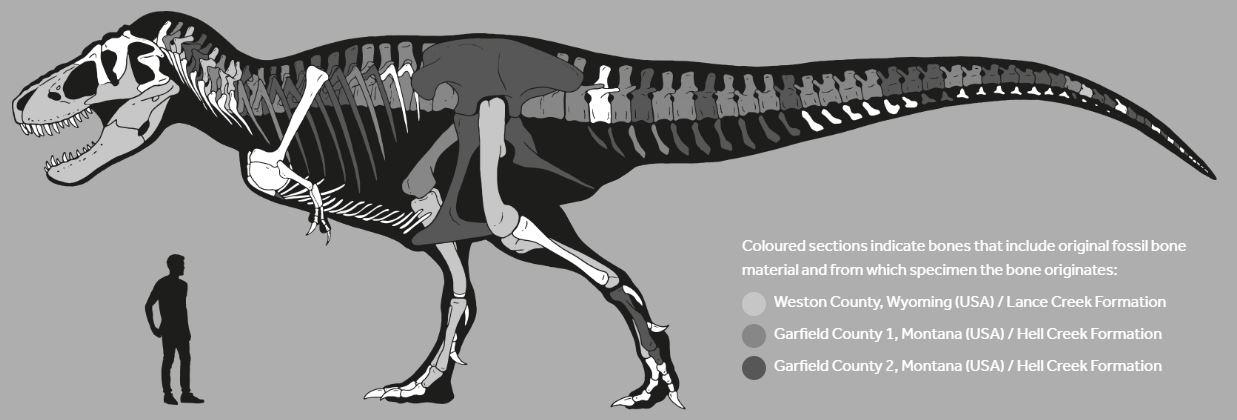Trinity est nommé ainsi, car ce T-Rex est recomposé grâce à des os fossiles trouvés sur trois sites différents: un dans le Wyoming et deux dans le Montana, aux Etats-Unis. [www.kollerauktionen.ch]