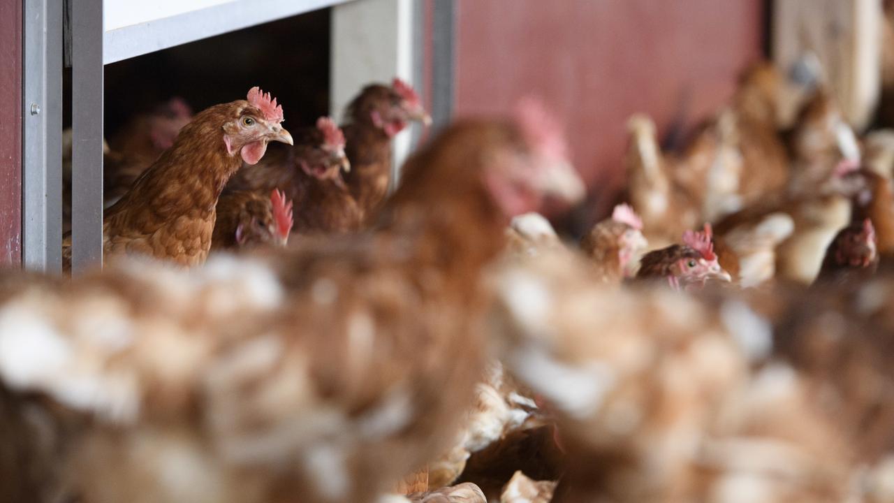 Des chercheurs de l'EPFZ produisent de l'électricité avec des plumes de poulet. [KEYSTONE - LAURENT GILLIERON]