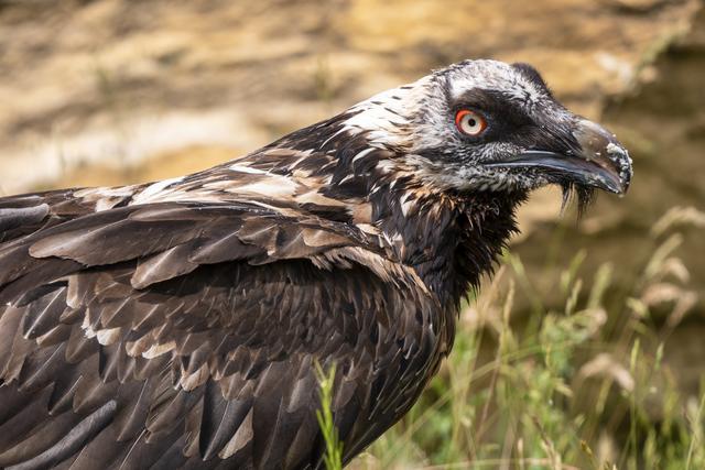 Quatre nids de gypaètes barbus sont aujourd'hui connus aux alentours du projet de parc éolien et la présence de cet oiseau a été observée sur les arêtes de la Combe de Barasson à plusieurs reprises. [Keystone - Laurent Darbellay]