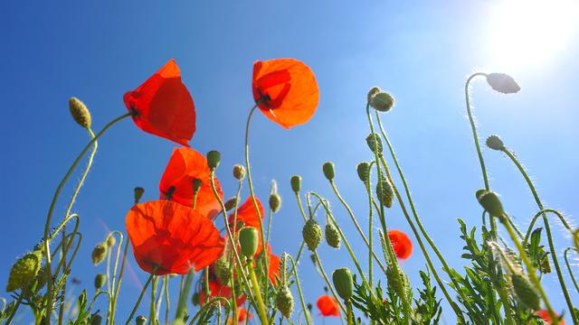 Les coquelicots sont une source d'inquiétude pour les paysans. [Depositphotos]