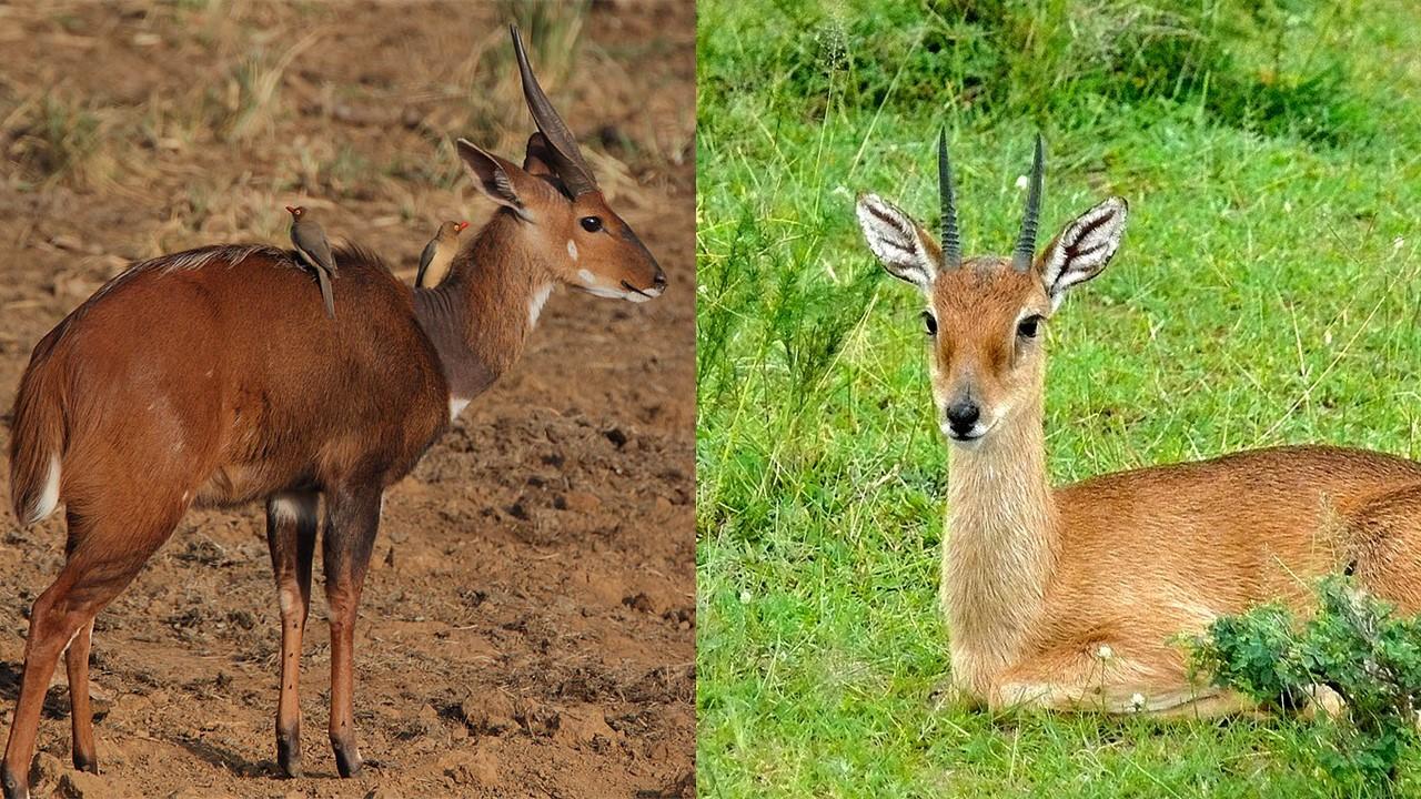 Les Bushbucks (à gauche) ont mieux supporté les inondations de 2019 que les Oribis, qui sont de plus petite taille (à droite). [Wikipedia - Bernard Dupont/Steve Garvie]