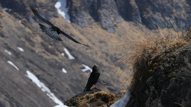 En se déplaçant vers des zones plus fraîches pour fuir le réchauffement, les oiseaux se heurtent à des obstacles qui les ralentissent. [FNS - Aleksi Lehikoinen]