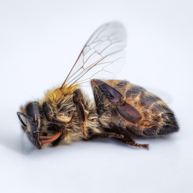 Abeilles intoxiquées, attention aux biocides utilisés. [depositphotos - Photografiero]