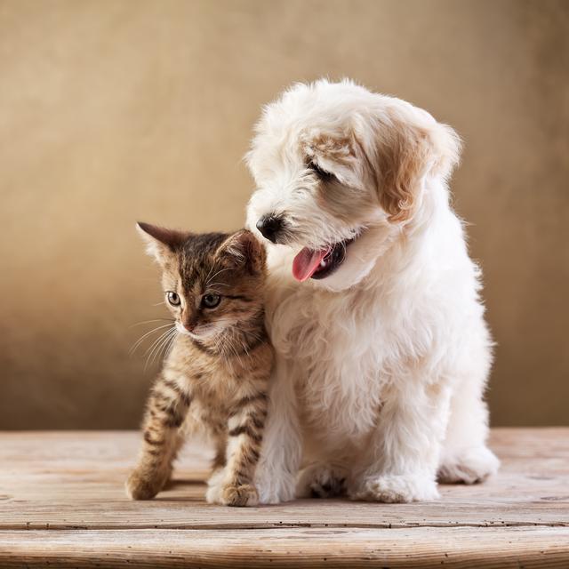 Chien et chat [Depositphoto - Ilona75]