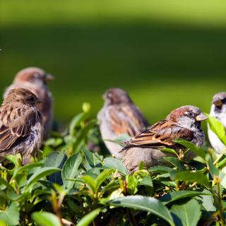 Les zones urbaines peuvent être un habitat important pour les oiseaux si les jardins et autres espaces verts sont aménagés de manière diversifiée. [Depositphotos - Argument]