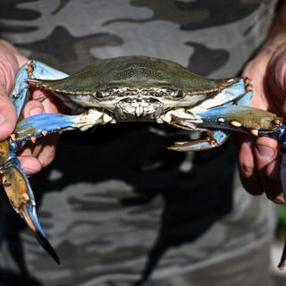 Un crabe bleu pêché à Scardovari, en Italie. [afp - Piero Cruciatti]