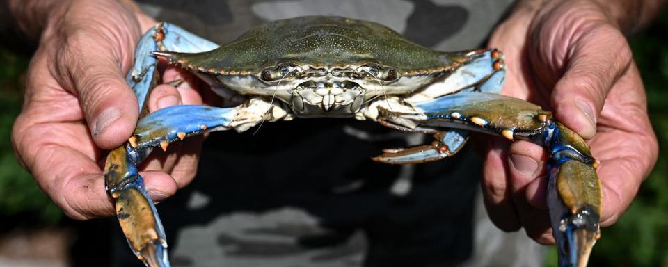 Un crabe bleu pêché à Scardovari, en Italie. [afp - Piero Cruciatti]