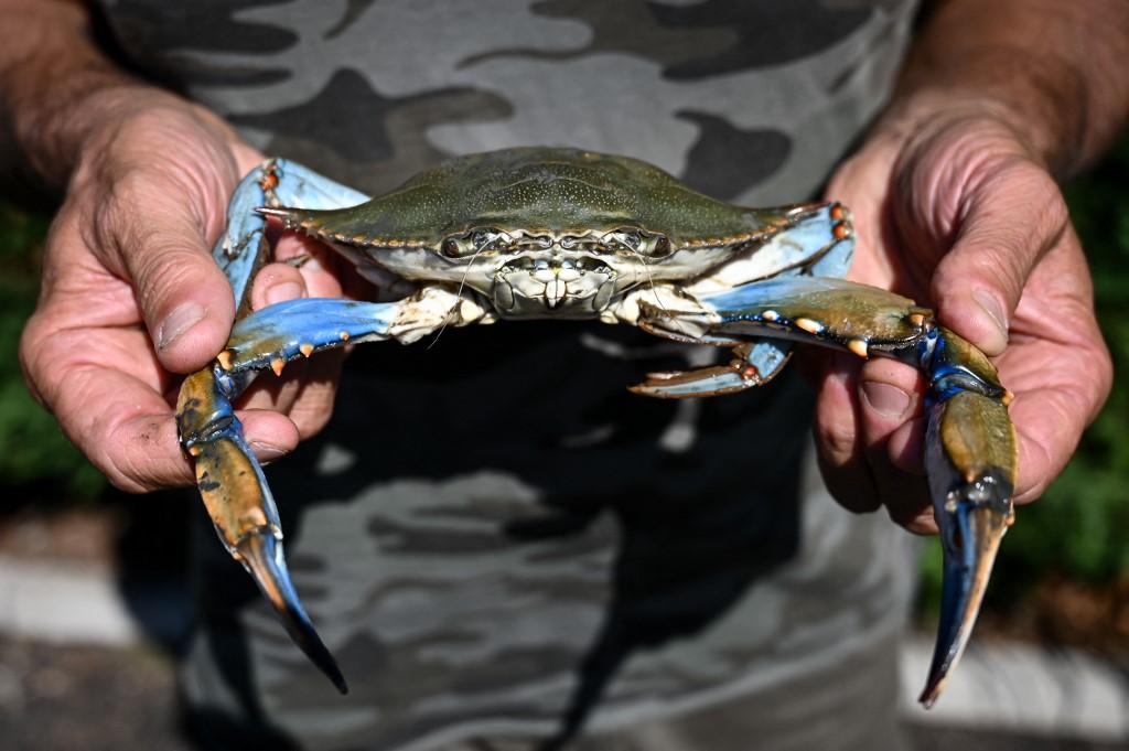 Un crabe bleu pêché à Scardovari, en Italie. [afp - Piero Cruciatti]