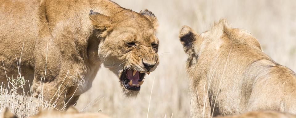 Cʹest quoi la guerre chez les animaux? [Depositphotos - kjekol]