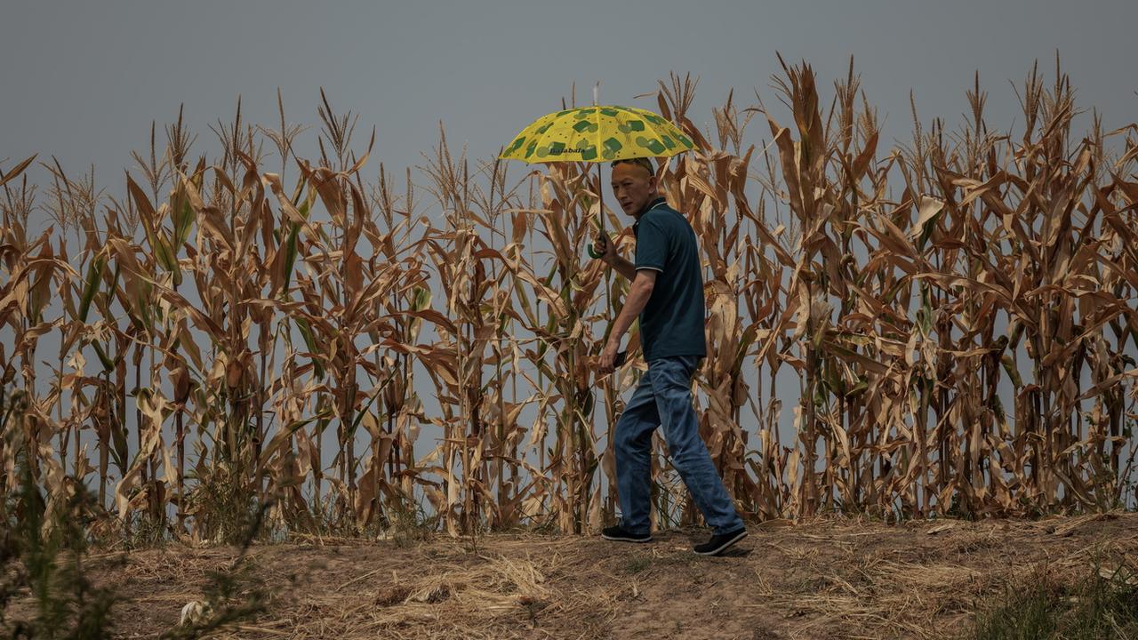 Un homme marche avec un parasol à travers des champs de maïs asséchés, pendant une période de sécheresse dans la province de Jiangxi en Chine. [Keystone/EPA - Alex Plavevski]