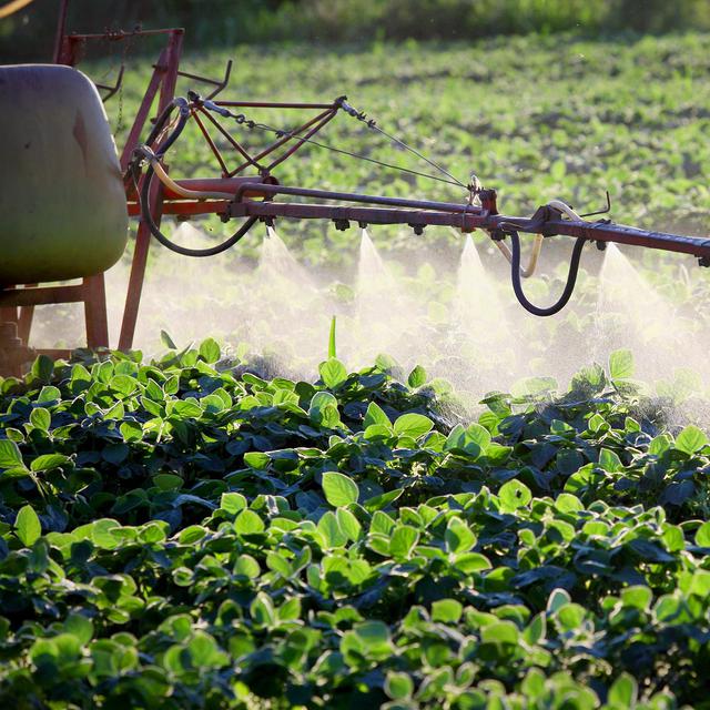 Il y a bien une corrélation entre lʹaugmentation de la quantité dʹengrais et de pesticides de synthèse et le déclin vertigineux (jusquʹà 60%) des espèces dʹoiseaux des milieux agricoles. [simazoran - Depositphotos]