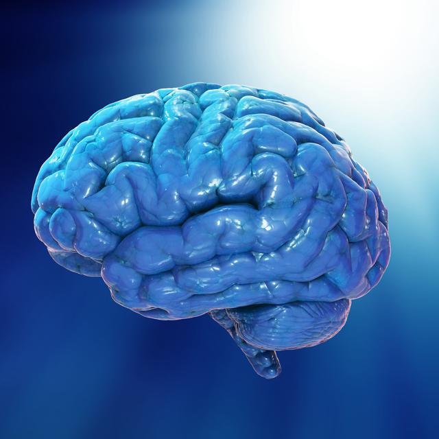 Le cerveau humain, à lʹâge adulte, mesure 16cm et pèse 1.5 kg environ (représentation 3D). [Depositphotos - Mopic]