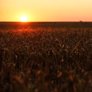 Un coucher de soleil sur un champ de blé en Ukraine, 16 juillet 2023 (image d'illustration). [Keystone/EPA - Oleg Patrsyuk]