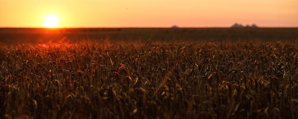 Un coucher de soleil sur un champ de blé en Ukraine, 16 juillet 2023 (image d'illustration). [Keystone/EPA - Oleg Patrsyuk]