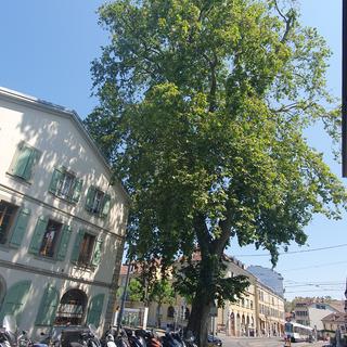 COJA 09.07.23 Série arbres en ville: le platane de la place d'Armes de Carouge. [RTS - Xavier Bloch]