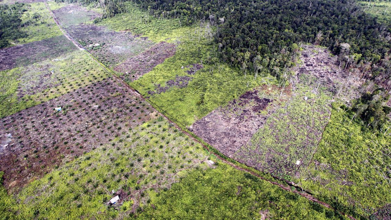 La déforestation en Indonésie [EPA / Keystone - Bagus Indahono]