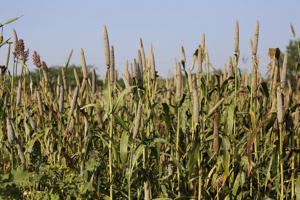 Le terme mil comprend plusieurs variétés de céréales, dont le mil à chandelle, le millet commun ou encore le millet à grappe. [AFP - Himanshu Sharma]