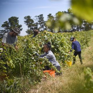 Des travailleuses et travailleurs saisonniers dans une vigne près de Canberra, Australie. [Keystone/EPA - Lukas Coch]