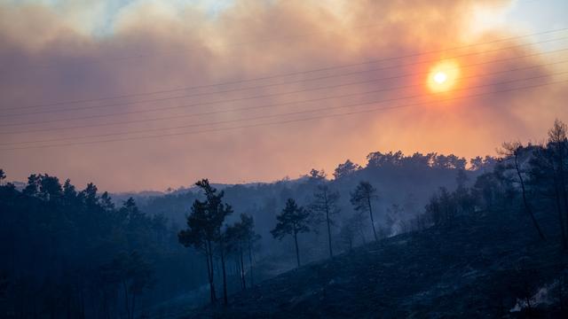 Vue d'une forêt de l'île de Rhodes, près de Lardos, samedi 22 juillet 2023. [Reuters - Vassilis Ikoutas]