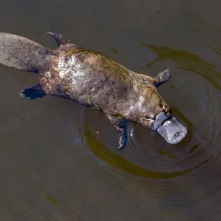 Lʹornithorynque est un mammifère qui pond des œufs, qui allaite ses petits et qui est venimeux. Dans le genre bizarrerie du monde animal, il est plutôt bien classé. [Depositphotos - VejrikLukas]