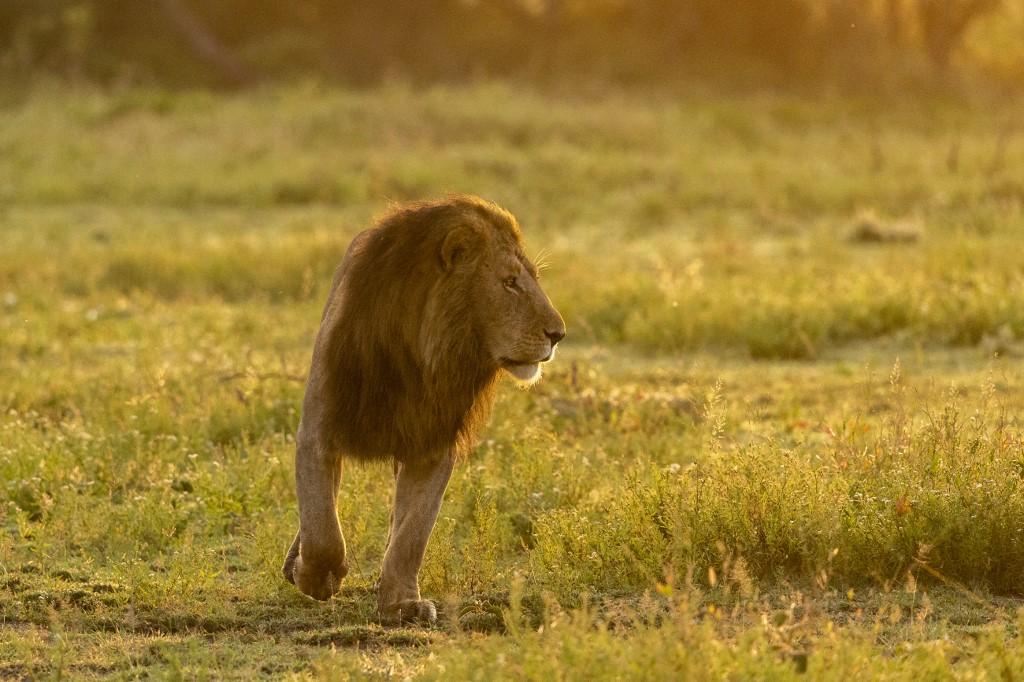 La population de lions en Afrique inquiète le WWF. [afp - Sergio Pitamitz / Biosphoto]
