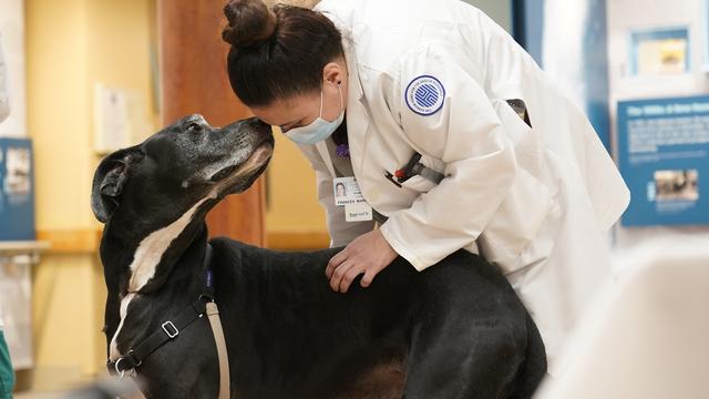 La thérapie assistée par animal fait son chemin en Suisse [Keystone - Seth Wenig]