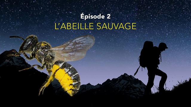 Nos amis sauvages - Des abeilles très sauvages. [RTS]