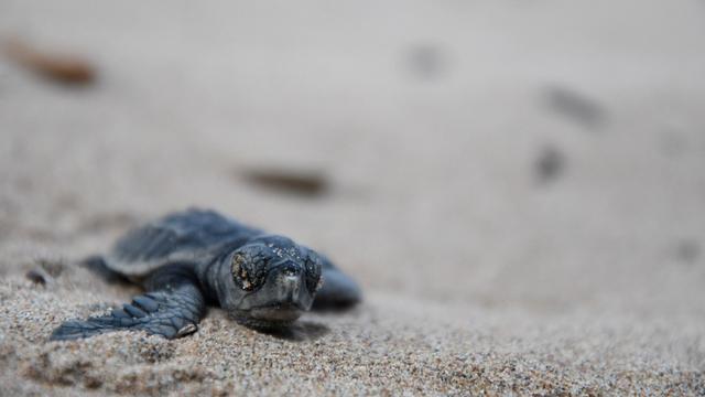 Un bébé tortue Caouanne (Caretta caretta de son nom scientifique) se dirige vers la mer, sur la plage de Saint-Aygulf, près de Cannes. France, le 3 octobre 2016. [AFP - Yann Coatsaliou]