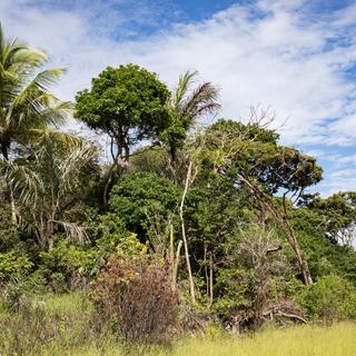 Les volontaires sont partis en décembre pendant 40 jours en totale autonomie dans la forêt équatoriale guyanaise. [AFP - Emeric Fohlen]