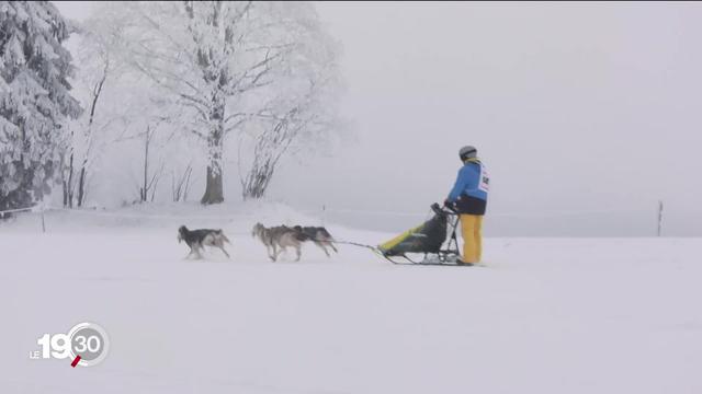 Les courses de chiens de traineaux de Saignelégier sont de retour. Mushers et public ont bravé un froid glacial.