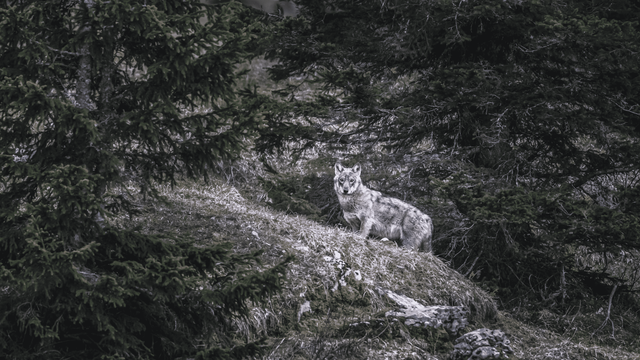 Un loup dans le Jura vaudois [Julien REGAMEY]