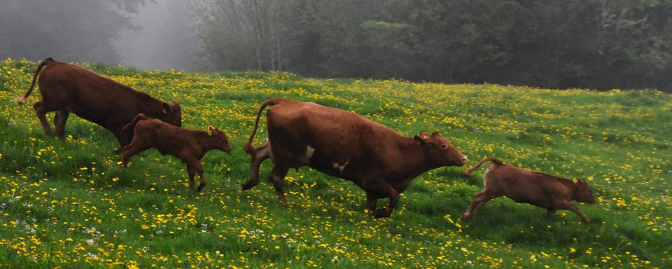 De la prévention pour une bonne cohabitation avec les vaches mères. [RTS - Gaël Klein]