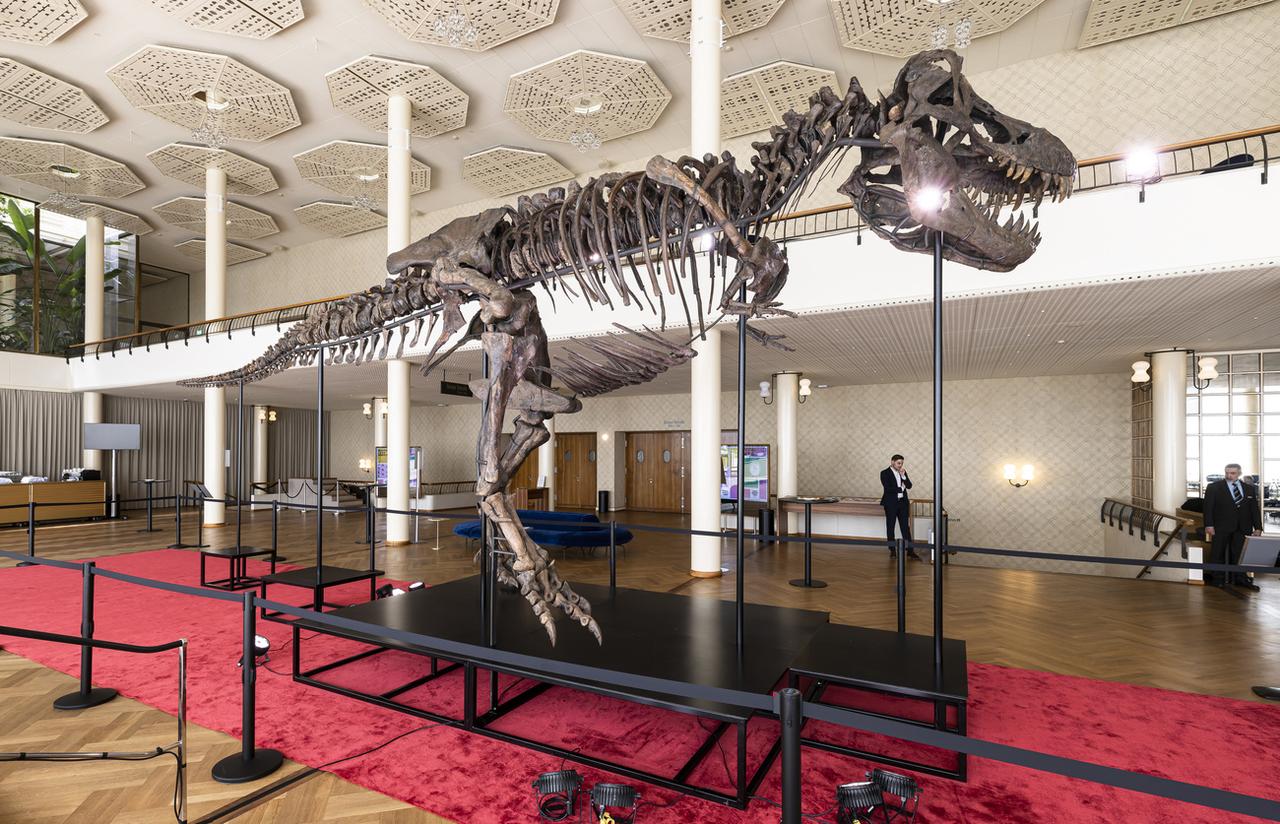 Le squelette du Tyrannosaurus rex nommé Trinity est exposé lors d'une avant-première organisée par la maison de vente aux enchères Koller dans la salle de concert Tonhalle Zurich, mercredi 29 mars 2023, à Zurich. [Keystone - Michael Buholzer]