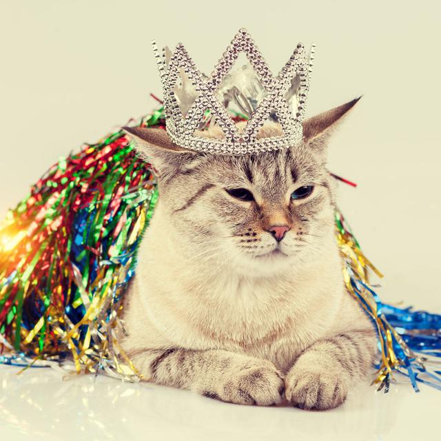 Un chat fièrement allongé porte une couronne de diamants en plastique. [Depositphotos - vvvita]
