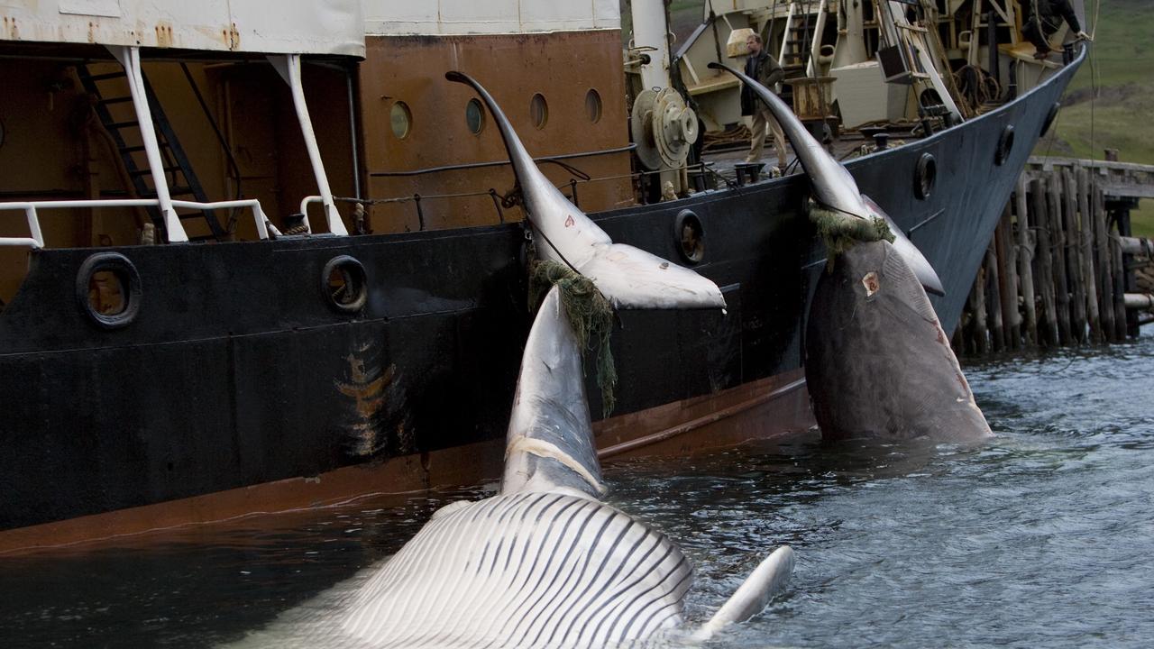 La pêche à la baleine fait son retour en Islande. [Reuters - Ingolfur Juliusson (ICELAND ANIMALS SOCIETY)]