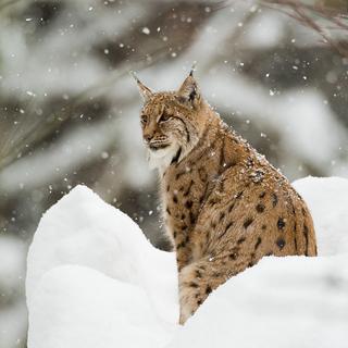 Un lynx boréal dans la neige du Parc national de la Forêt bavaroise en Allemagne. [AFP - Guy Van Langenhove / Biosphoto]