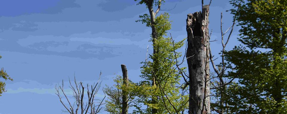 La forêt suisse devra faire preuve de résilience et s'adapter au changement climatique. [RTS - Gaël Klein]