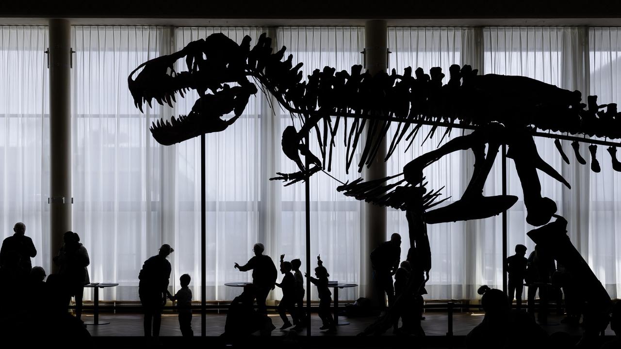 Des visiteurs observent le squelette d'un Tyrannosaurus rex nommé Trinity, lors d'une présentation par la maison de vente aux enchères Koller à la salle de concert Tonhalle Zurich, le mercredi 29 mars 2023, à Zurich. [Keystone - Michael Buholzer]