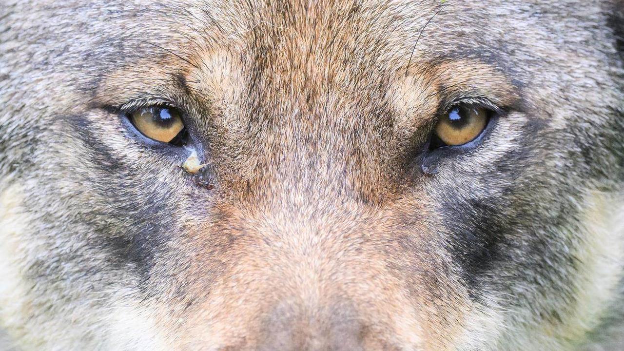 Plusieurs associations veulent prouver que la Suisse viole ses obligations liées à la Convention de Berne en tuant des loups qui n'ont pas commis de dégâts. [Keystone/DPA - Julian Stratenschulte]