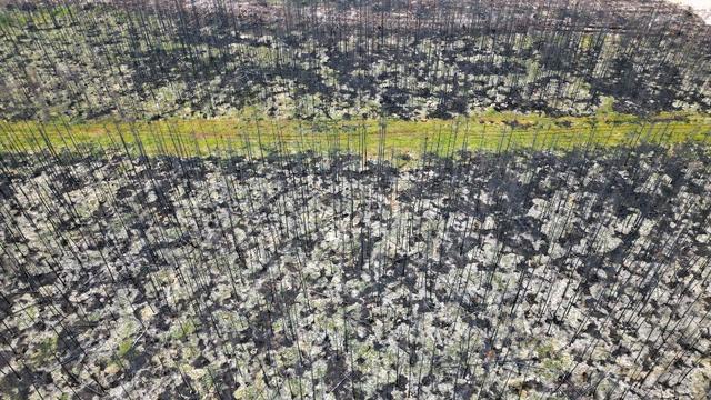 Le Canada meurtri par la pire saison des feux de forêt de son histoire. [AFP - MATHIEW LEISER]