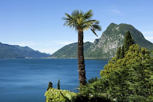 Le palmier chanvre, devenu un symbole du Tessin. [Depositphotos - Zveiger]