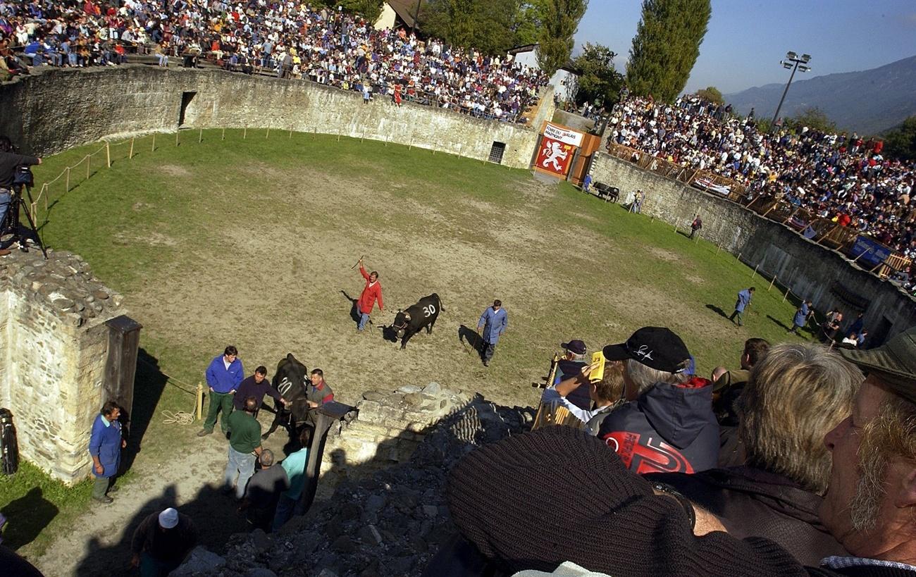 Des vaches sortent de l'amphithéâtre romain de Martigny, lors du combat de reines de la foire du Valais en 2002. Les traces des ancêtres de la race d'Hérens remontent à plusieurs millénaires sur le territoire valaisan. [Keystone - Olivier Maire]