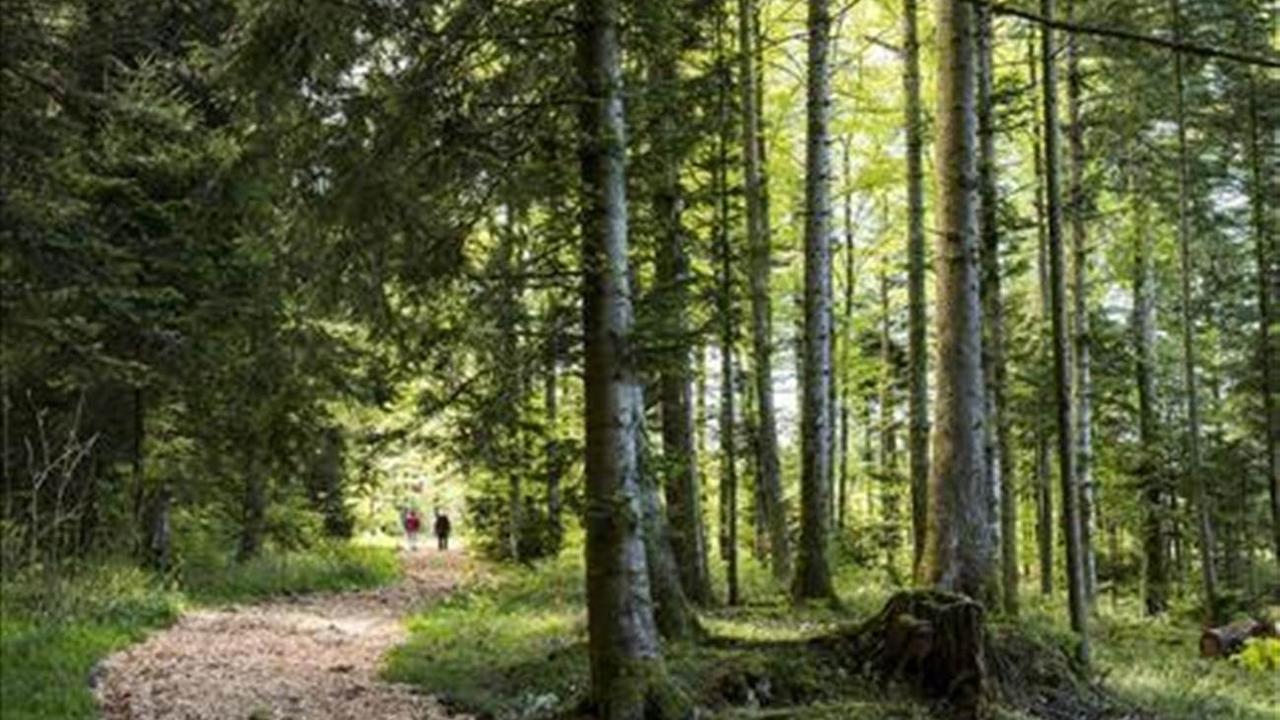 L'Etat de Vaud et la ville de Lausanne ont créé une nouvelle réserve forestière dans le Jorat. [Keystone]